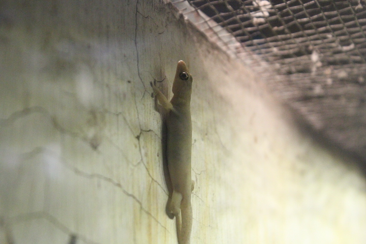 Stump-toed gecko (Gehyra mutilata)