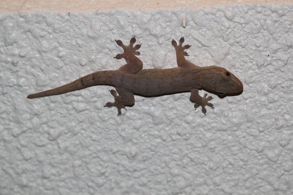 Stump-toed Gecko