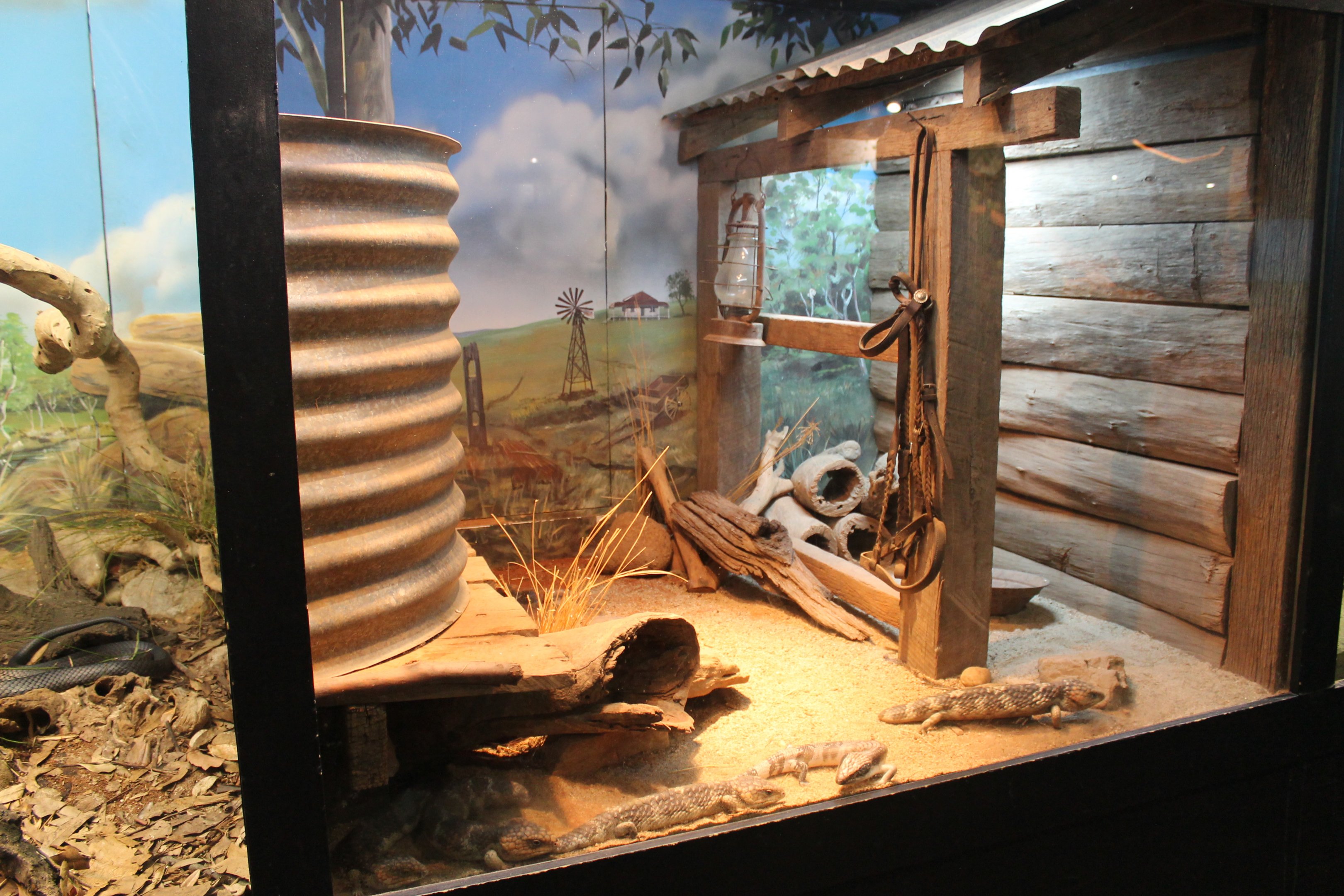 Stumptail Skink tank