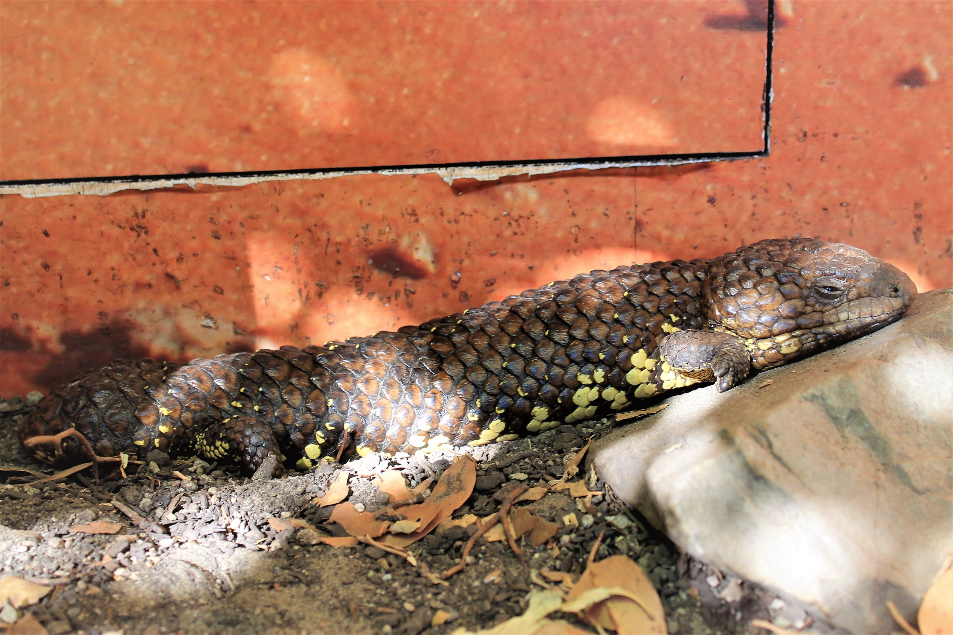 Stumptail Skink (Tiliqua [Trachydosaurus] rugosa)