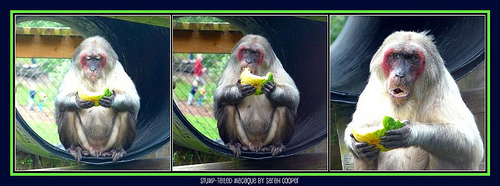 Stumpy at Monkey World