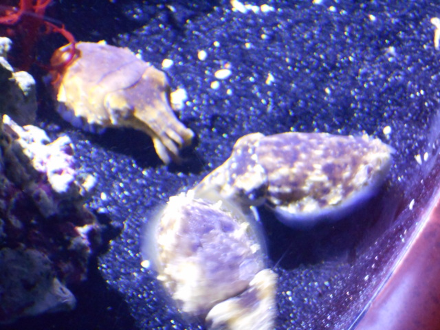 Stumpy cuttlefish