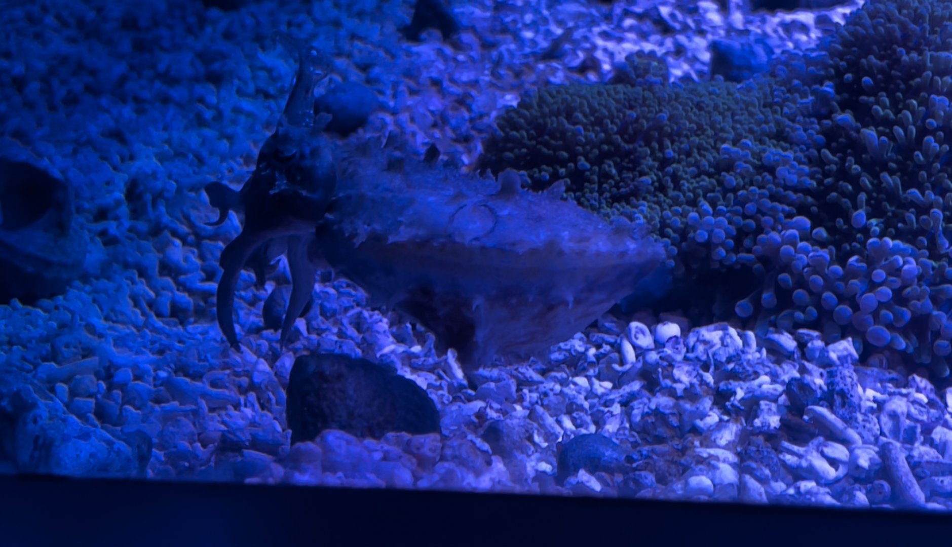 Stumpy cuttlefish