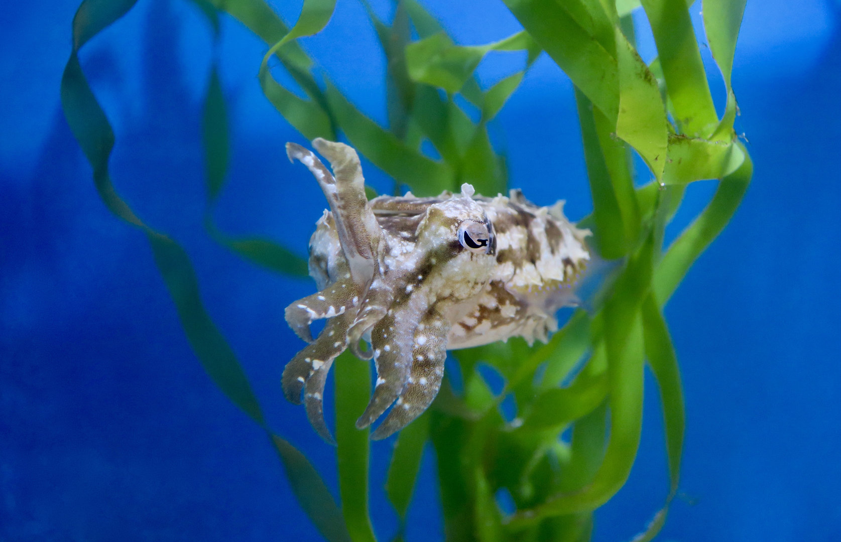 Stumpy-Spined Cuttlefish (Sepia bandensis)