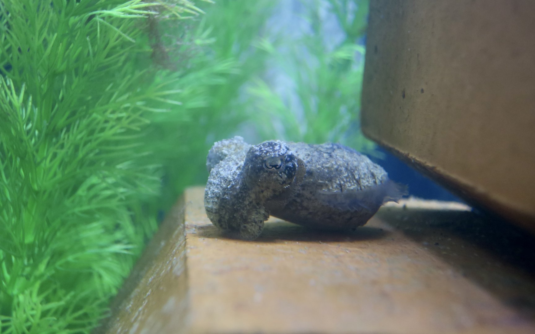 Stumpy-Spined Cuttlefish (Sepia bandensis)