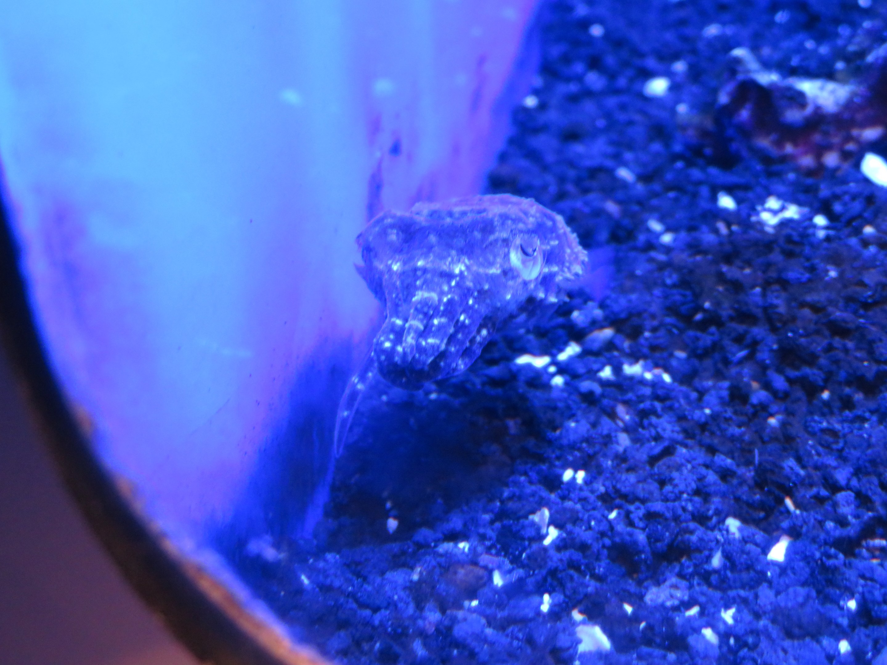 Stumpyspined Cuttlefish