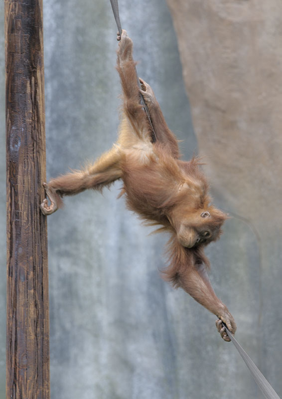 Stunt orang in training