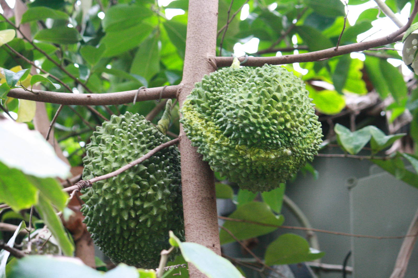 Stupid question - what's this ?? - 20 November 2010