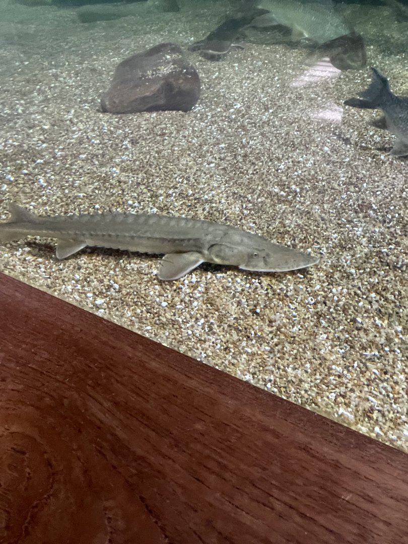 Sturgeon (4/23/2022)