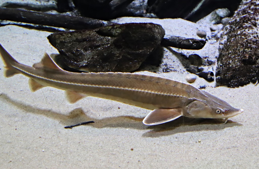 Sturgeon (Acipenser sp.)