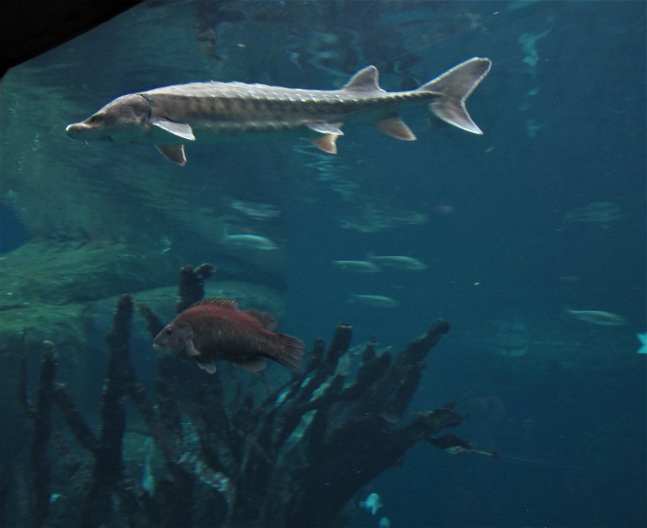 Sturgeon and friend