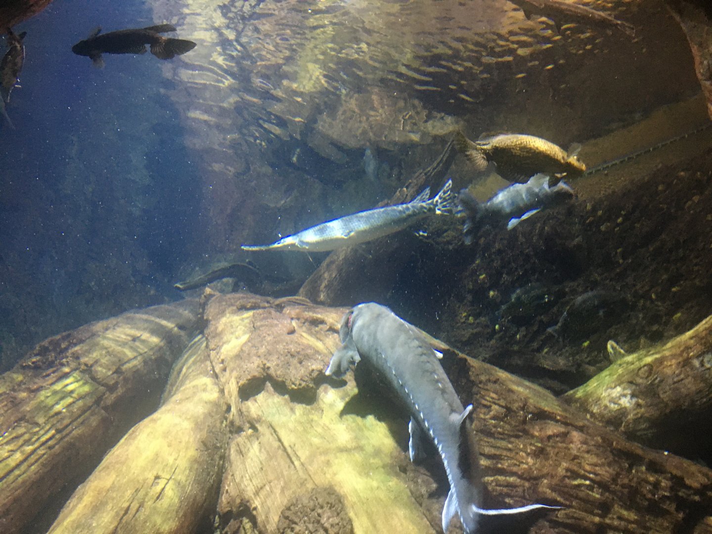 Sturgeon and longnose gar
