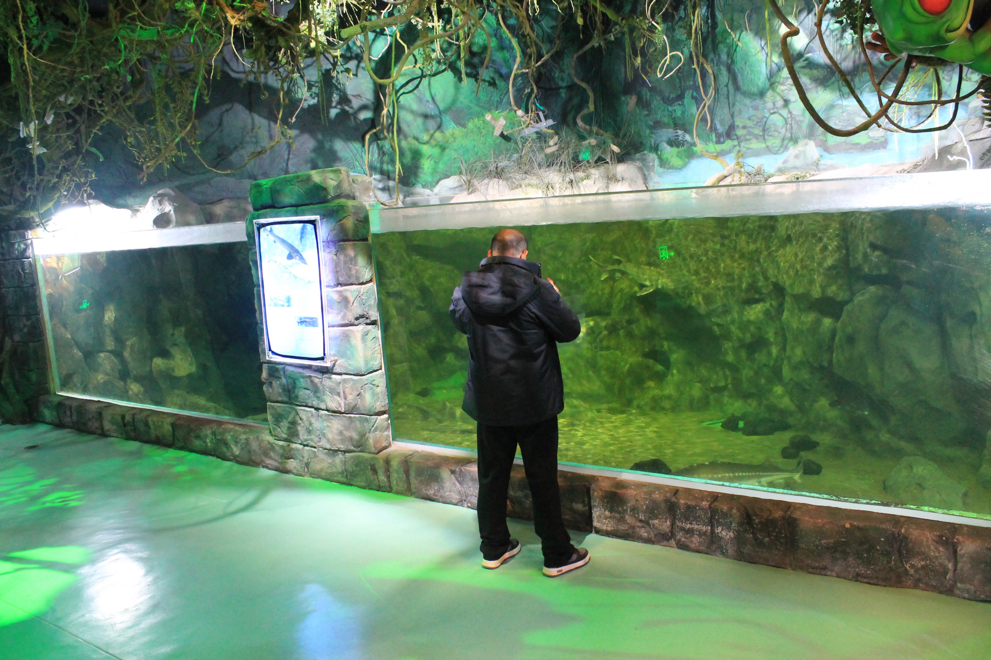 Sturgeon and Paddlefish at Fantasy Aquarium, Xi'an