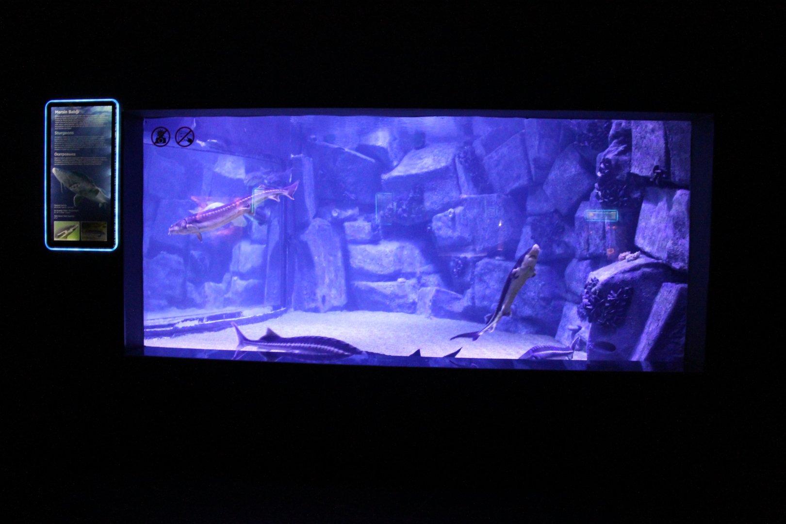Sturgeon-aquarium