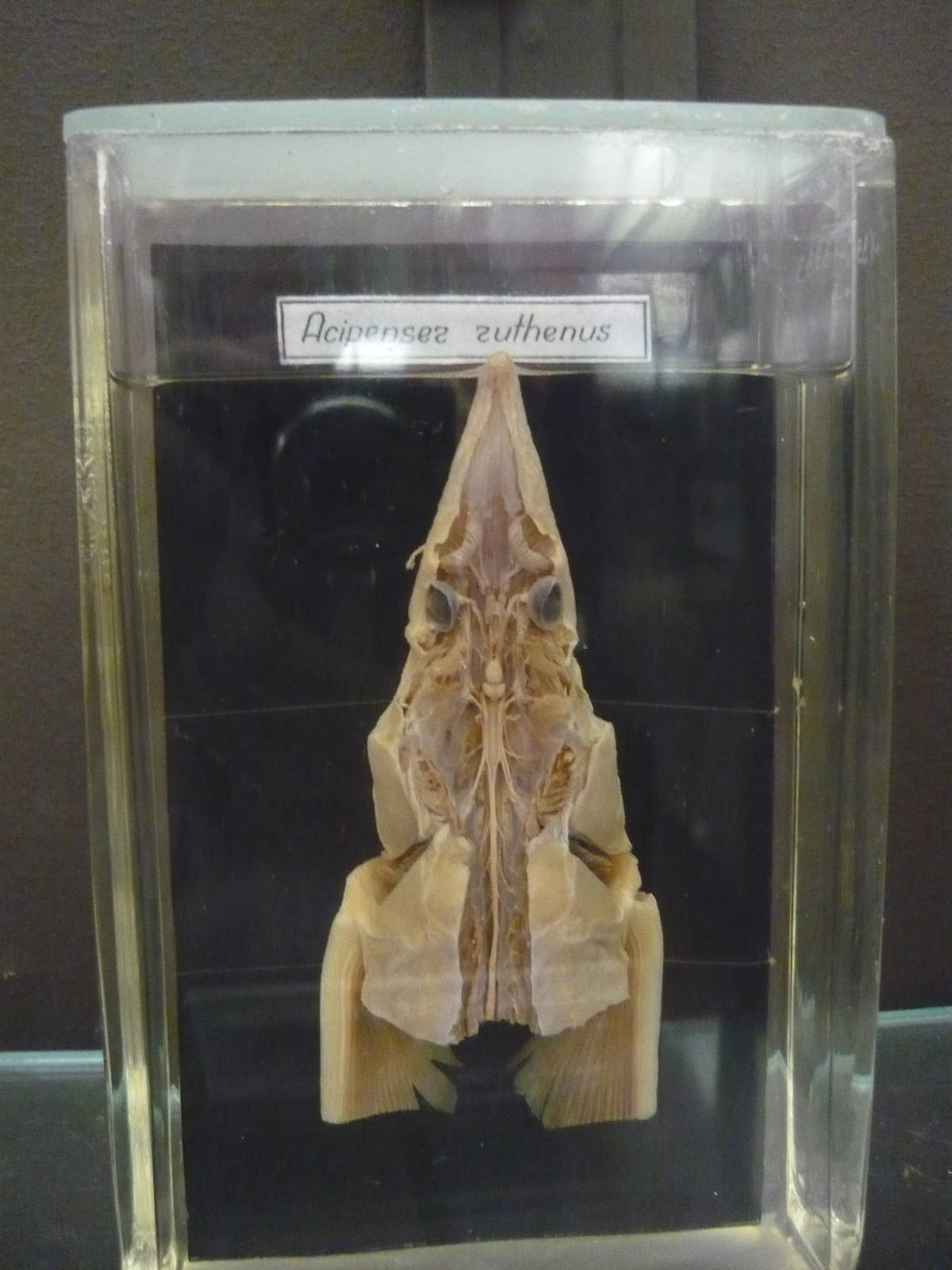 Sturgeon brain wet specimen