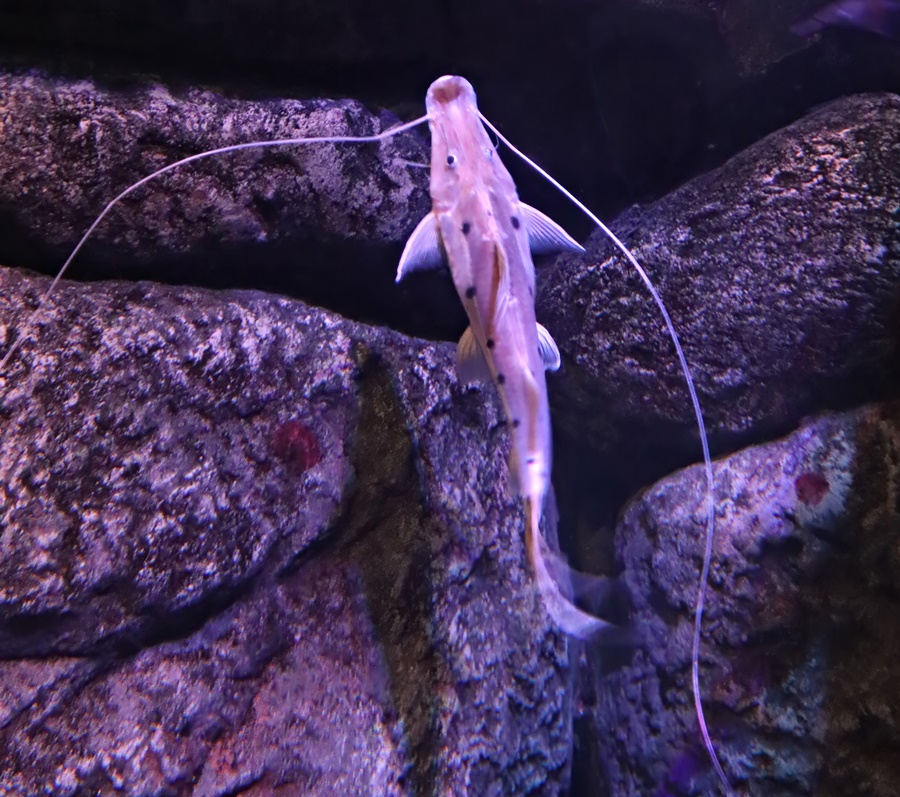 Sturgeon catfish (Platystomatichthys sturio)