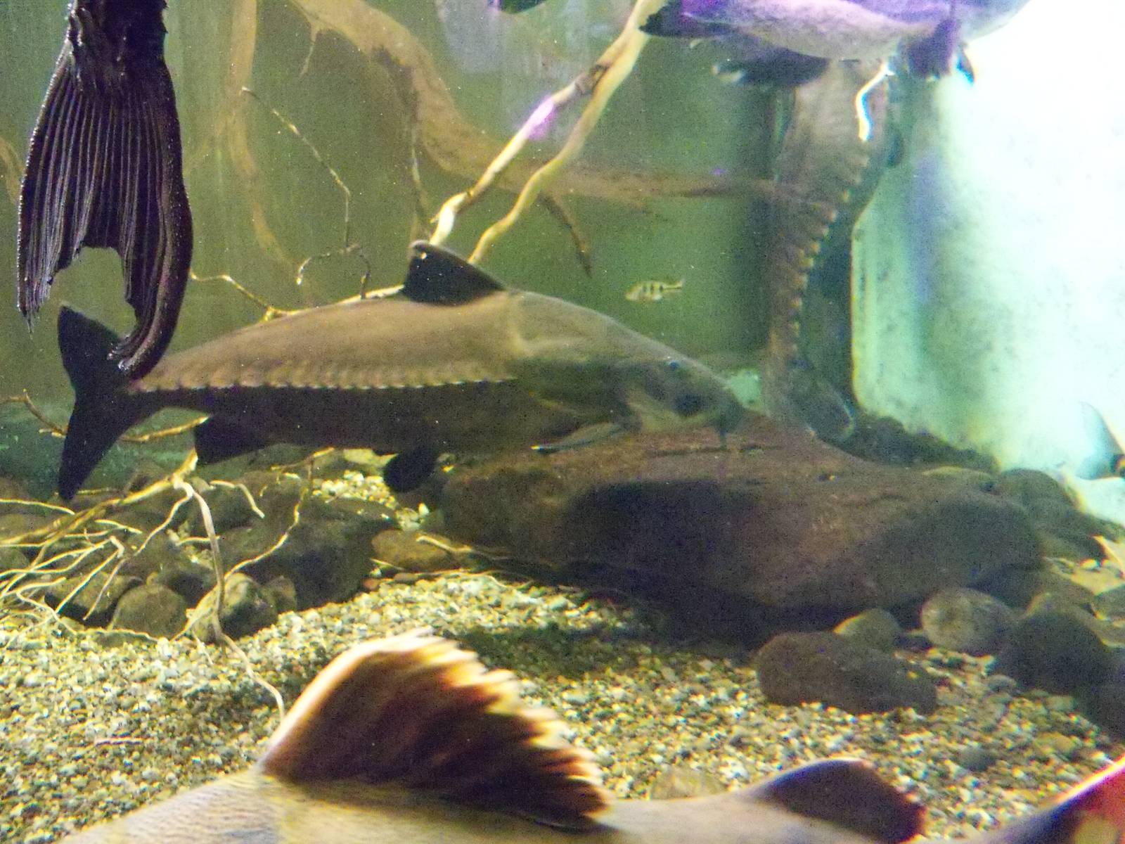 Sturgeon Catfish