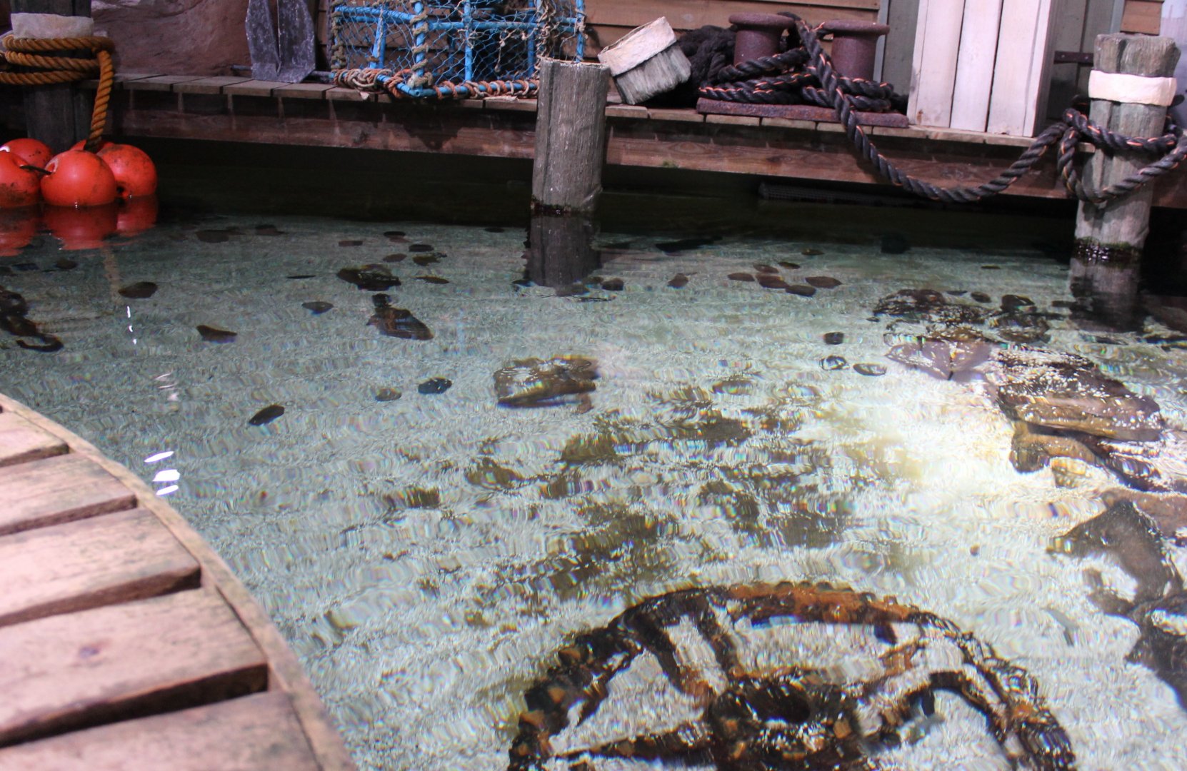 Sturgeon - crab spider aquarium