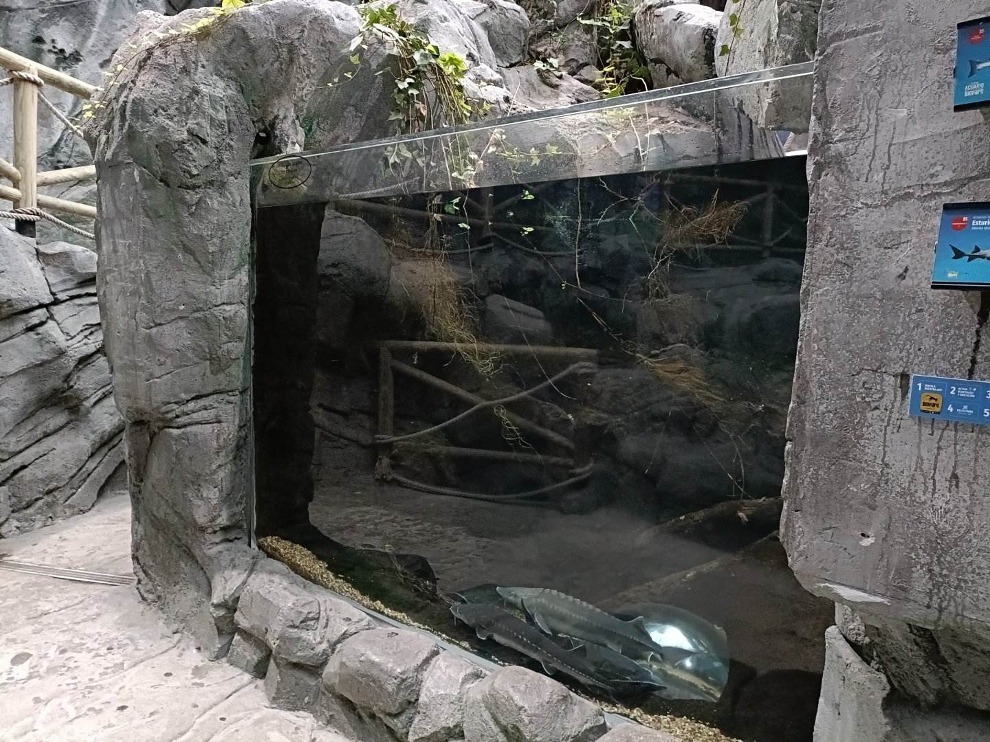 Sturgeon exhibit - Bioparc Acuario de Gijón