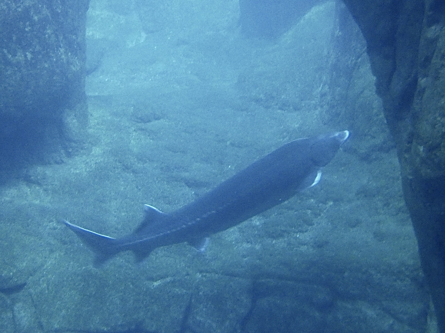 Sturgeon ID? - Zoo Antwerpen