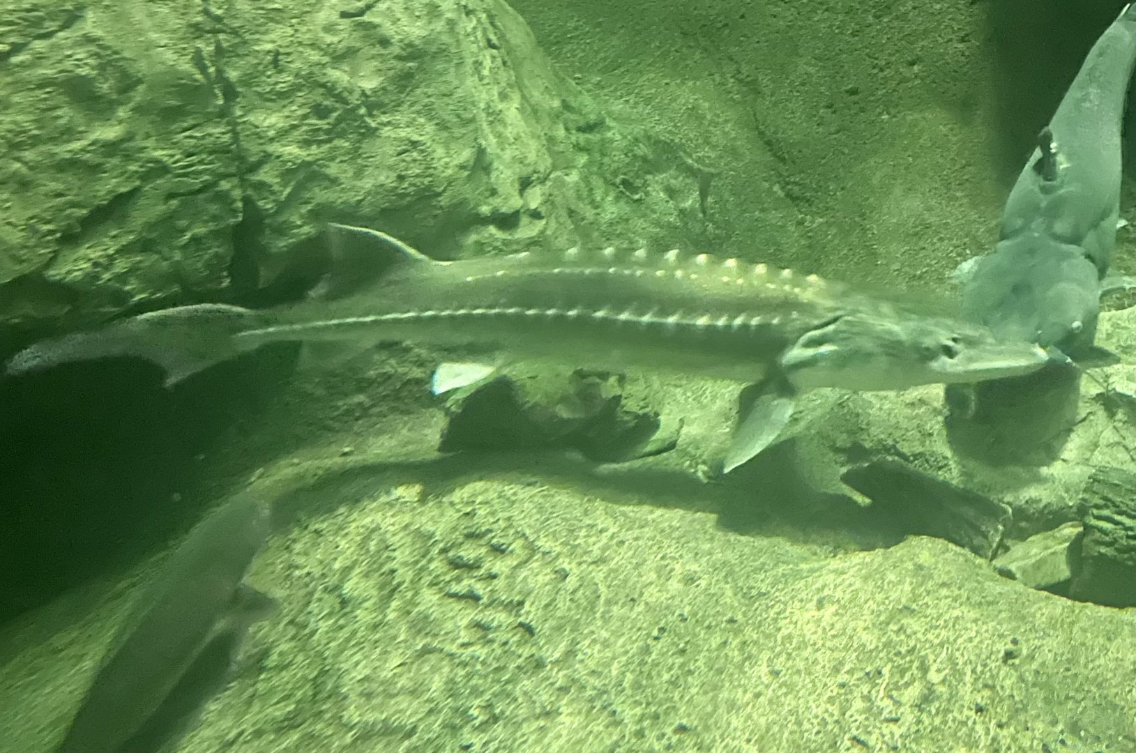 Sturgeon ID?