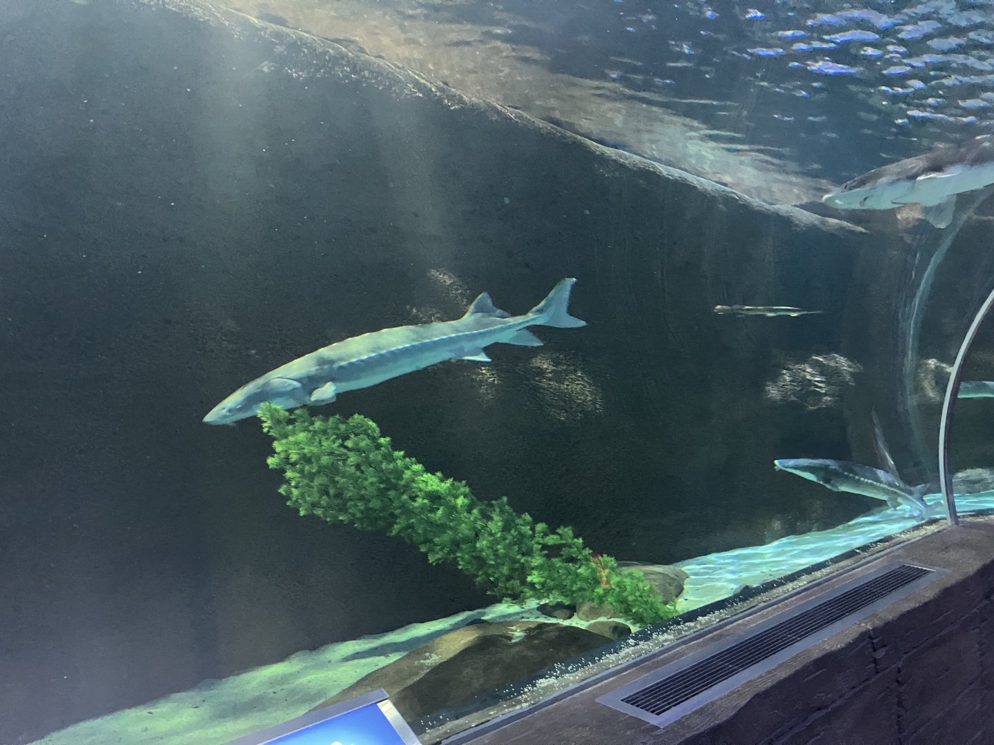 Sturgeon Lake Tunnel