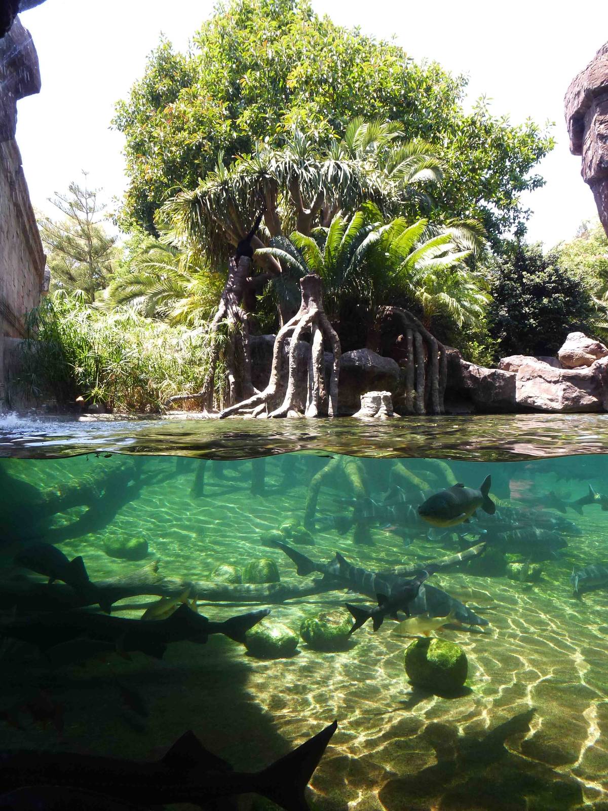 Sturgeon/paddlefish pool, July 2013.