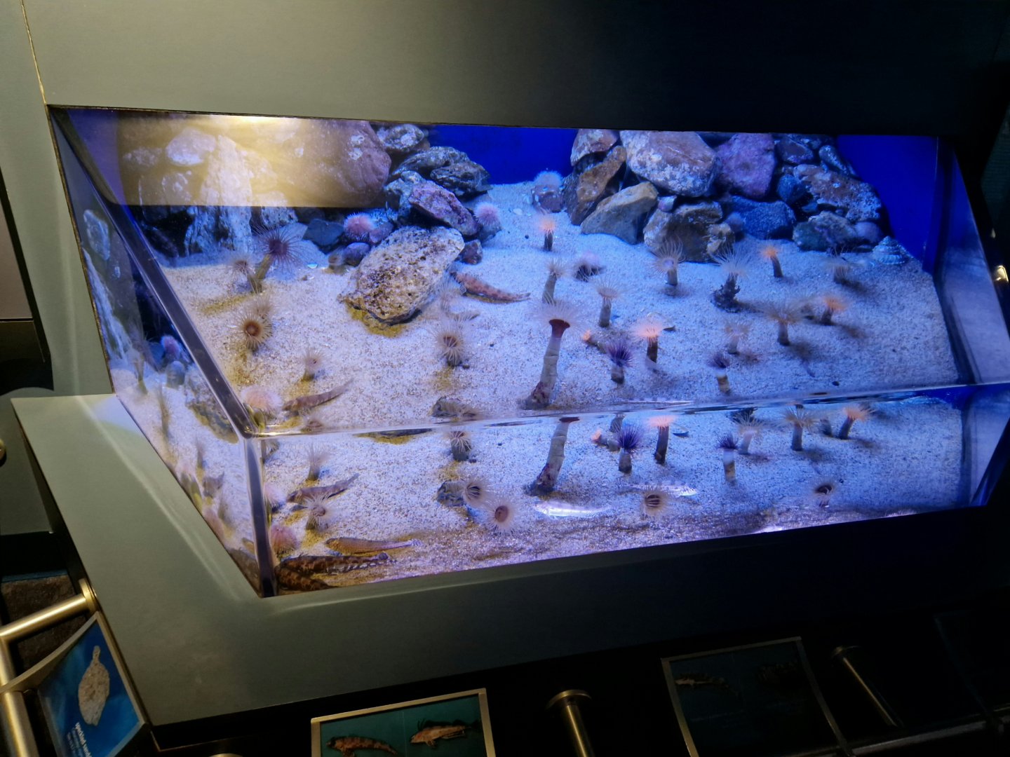 Sturgeon poacher and combfish tank