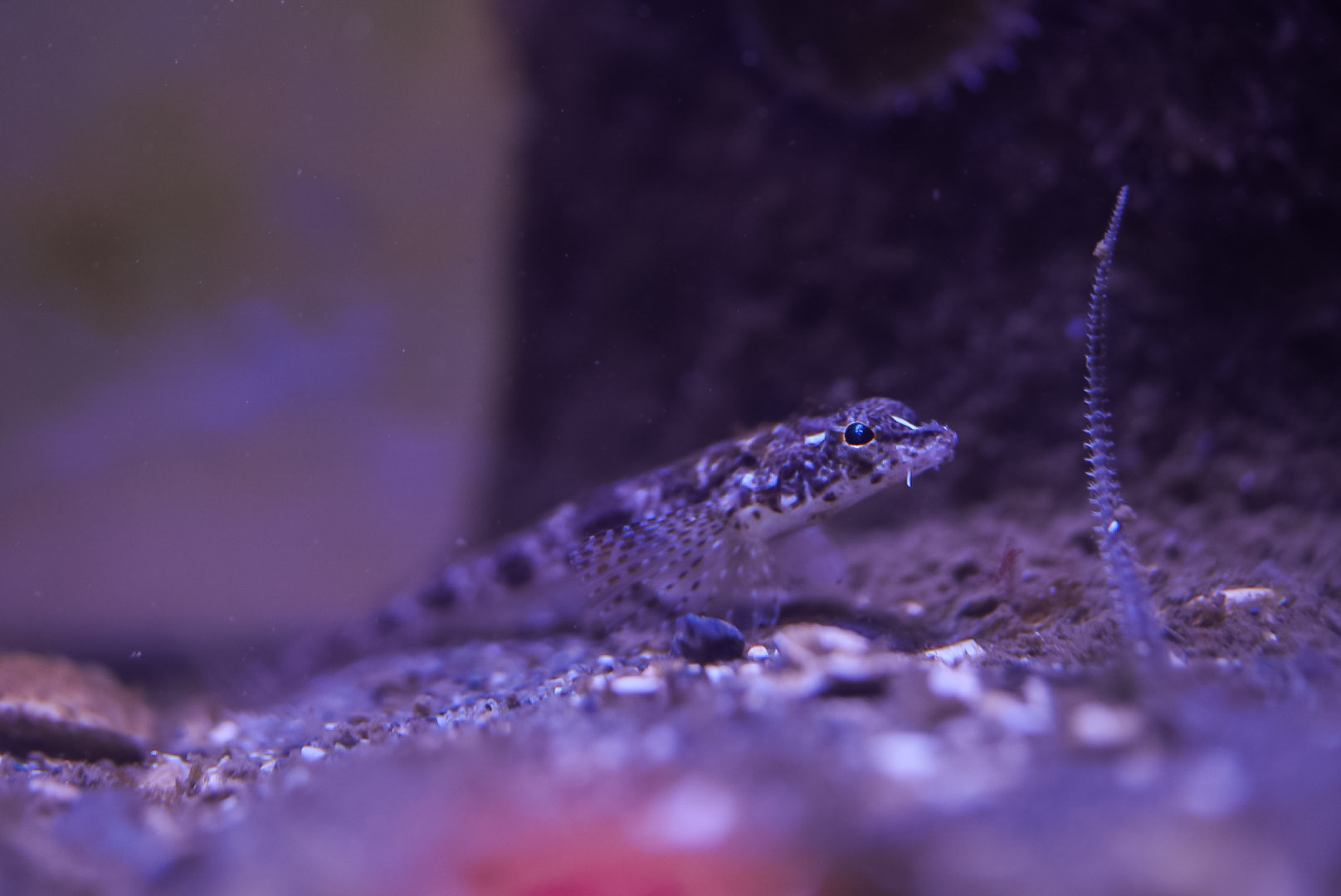 Sturgeon Poacher (juvenile) (MaST Aquarium)