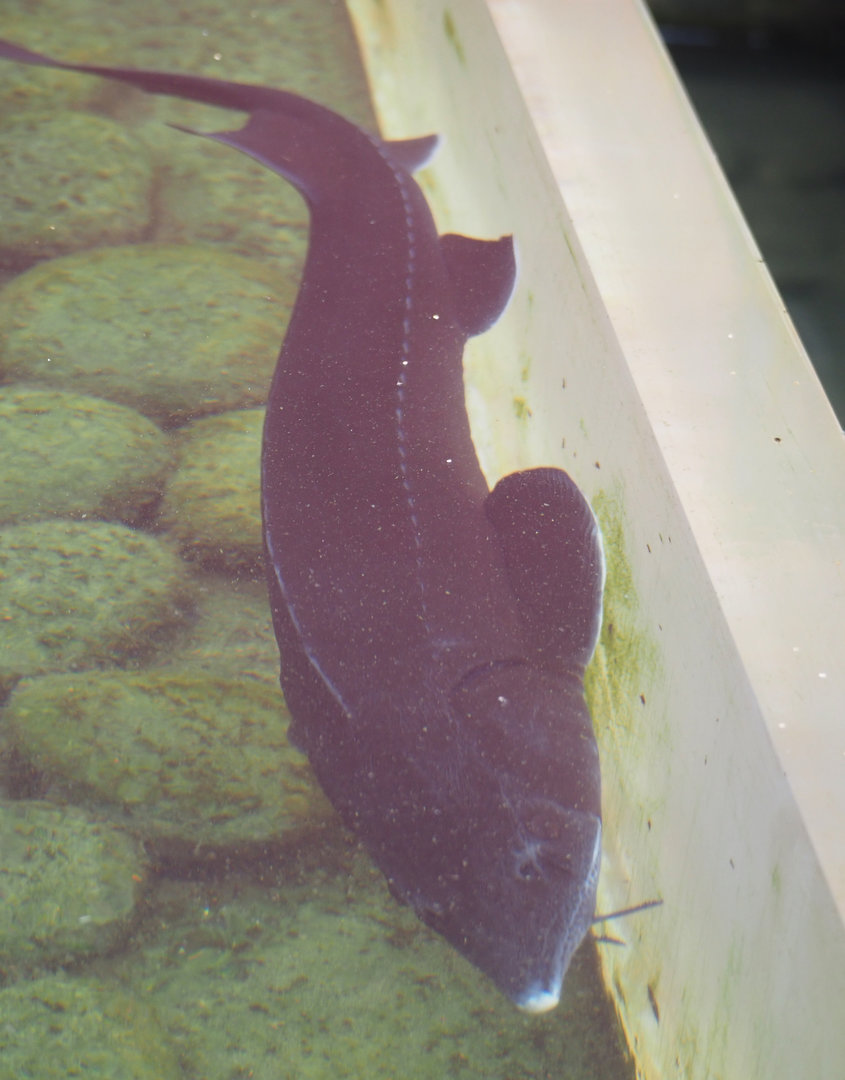 Sturgeon, possibly Russian sturgeon (Acipenser gueldenstaedtii) or Japanese sturgeon (Acipenser schrenckii). 2022-09-15