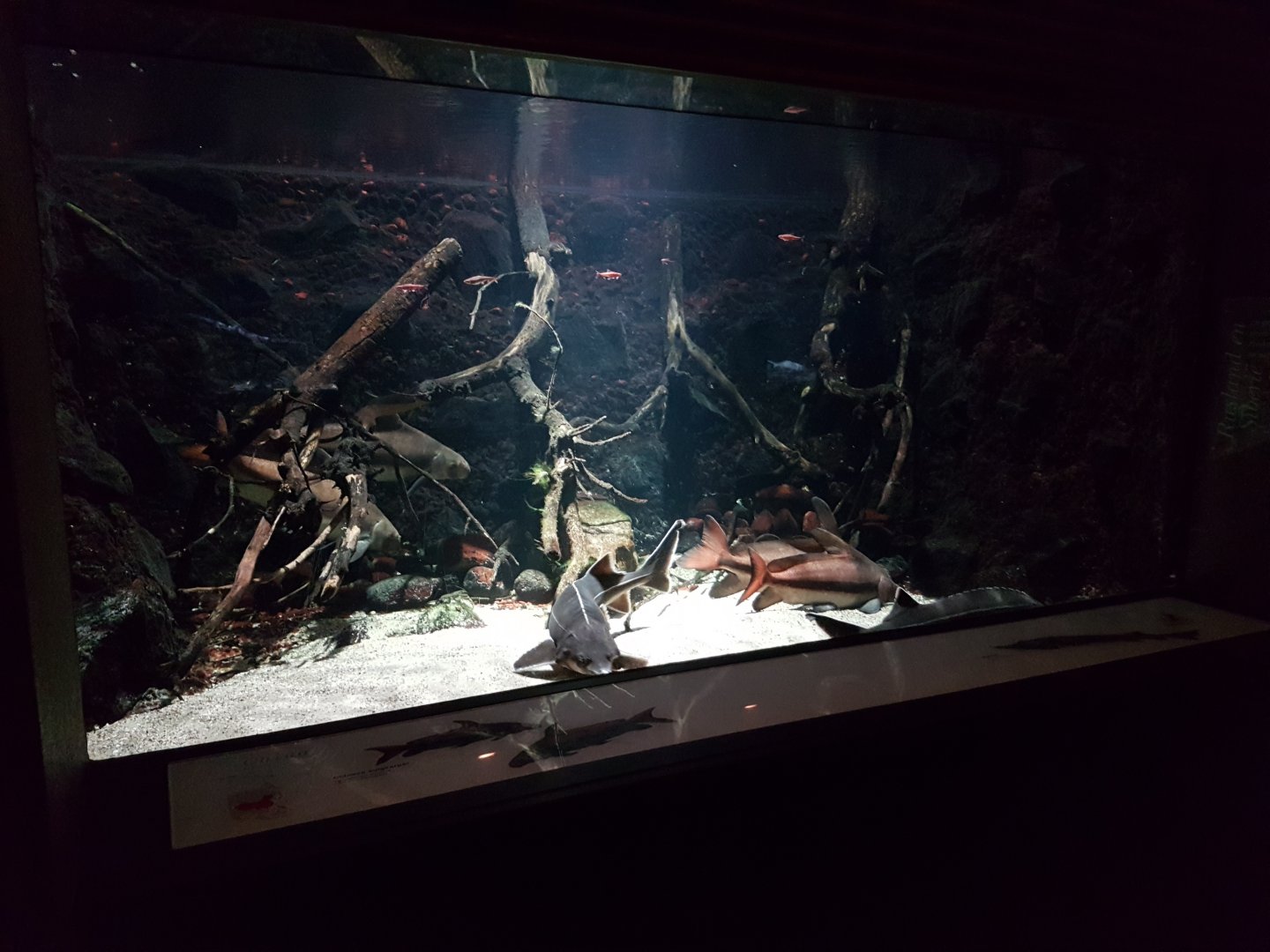 Sturgeon - Sailfin sucker aquarium