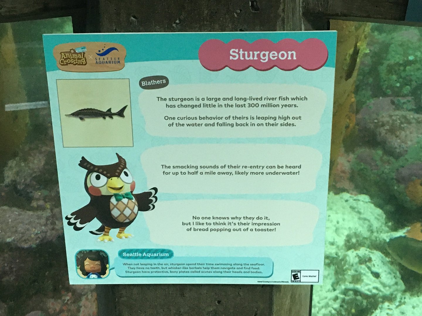 Sturgeon Signage - Animal Crossing