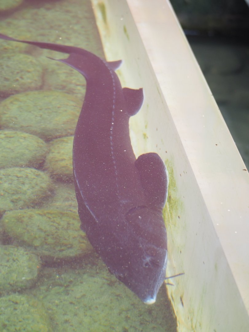 Sturgeon species in Chinese courtyard pond, Pairi Daiza, 2022-09-15