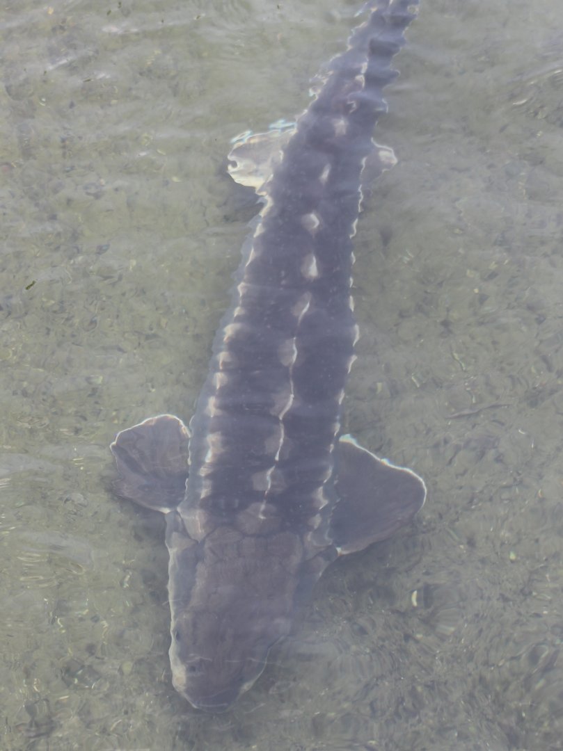 Sturgeon species