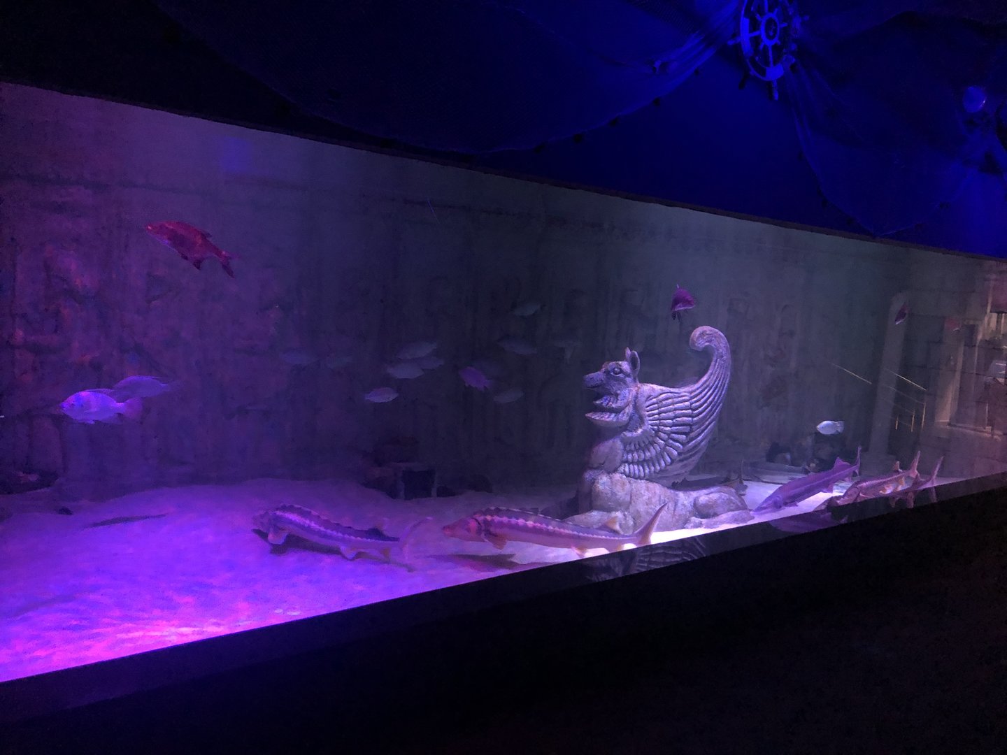 Sturgeon Tank at ViaSea Aquarium