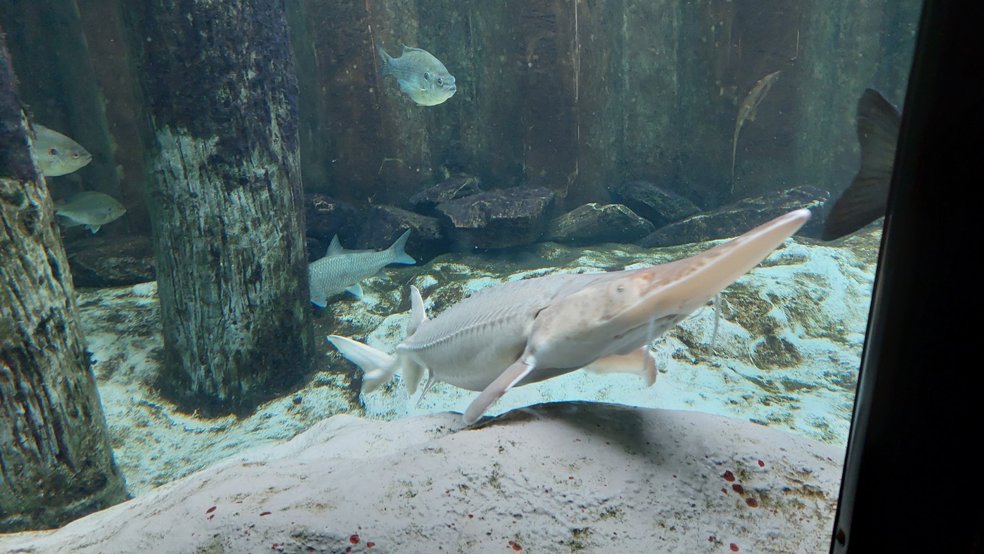 Sturgeon tank- Pallid Sturgeon