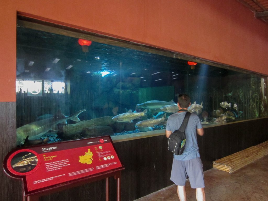 Sturgeon Tank