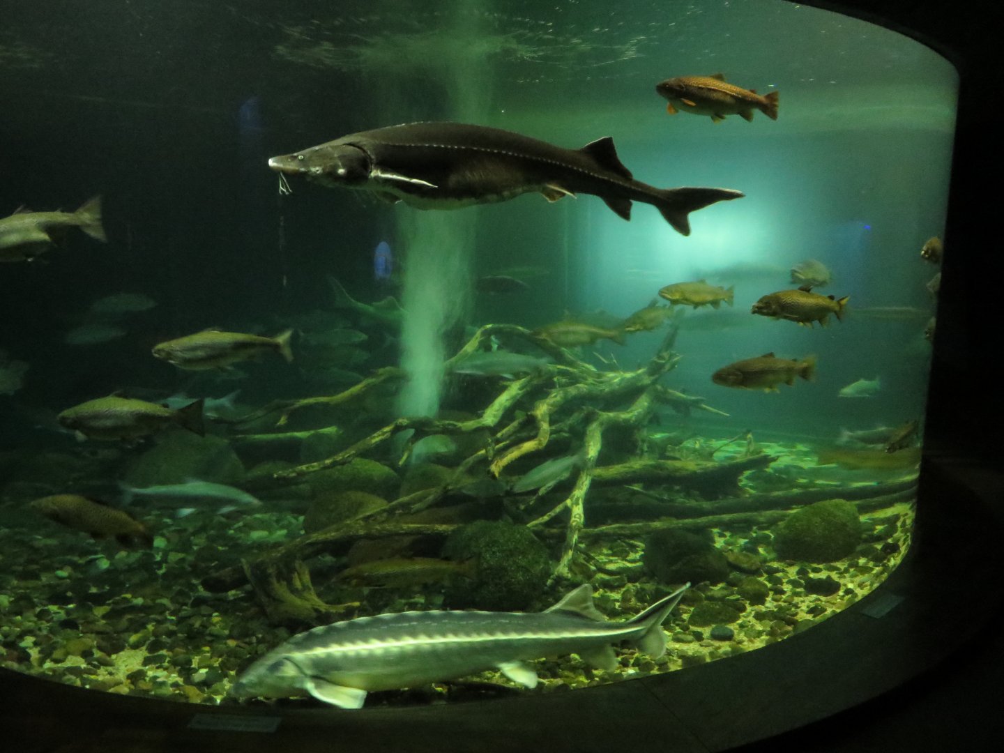 Sturgeon tank