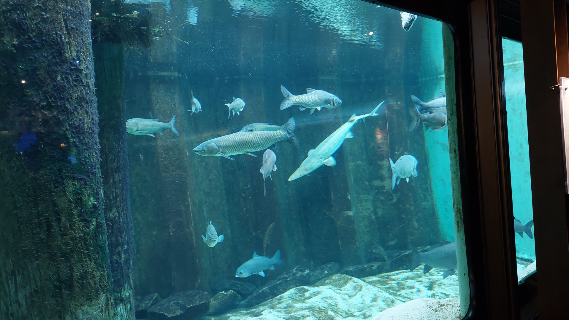 Sturgeon tank