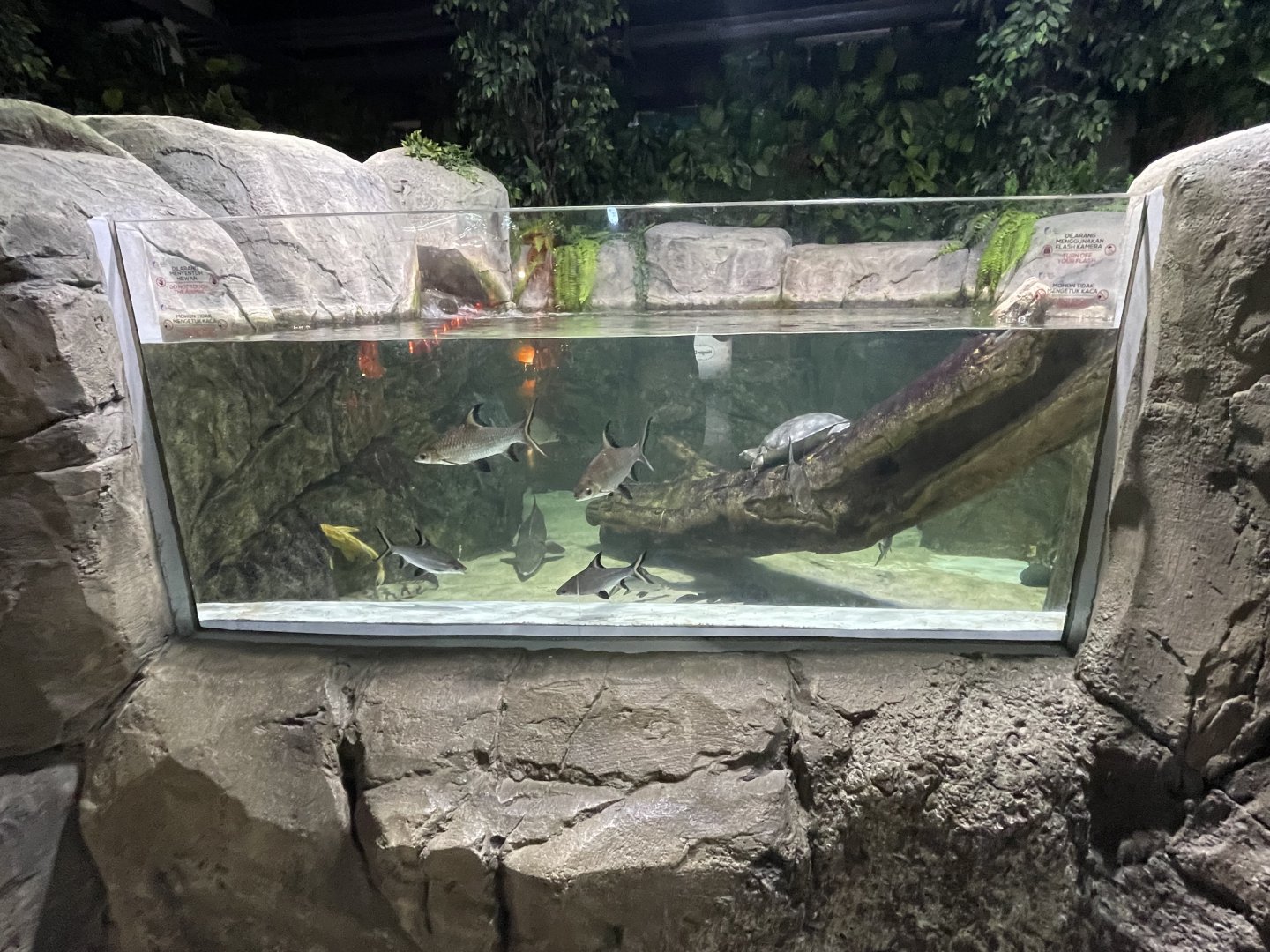 sturgeon tank