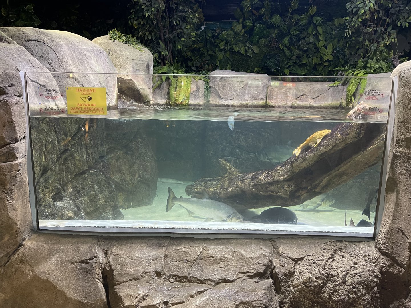 sturgeon tank