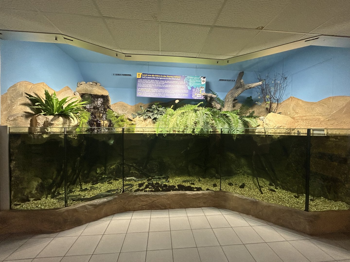 Sturgeon Tank