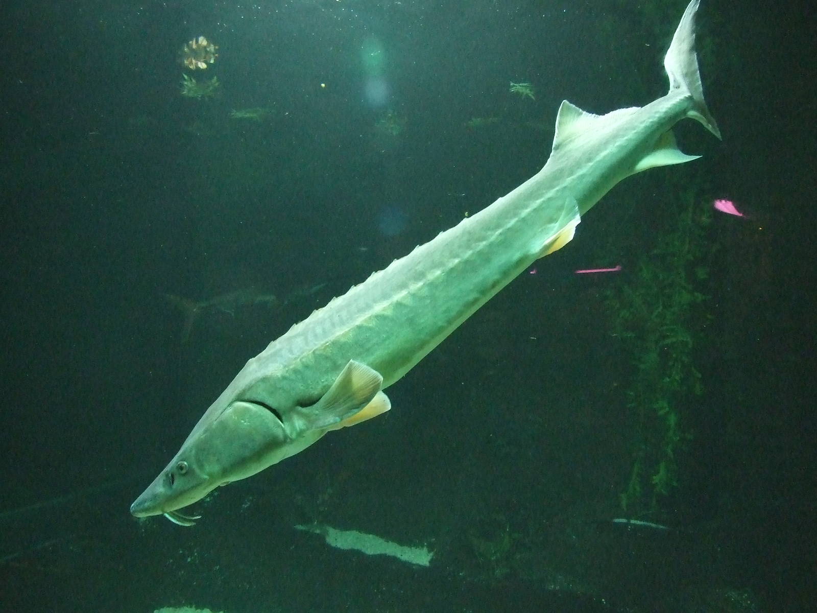 Sturgeon