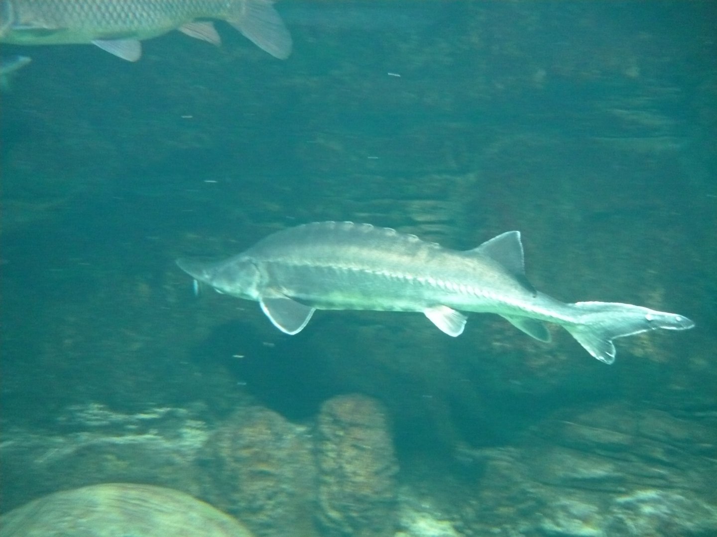 Sturgeon
