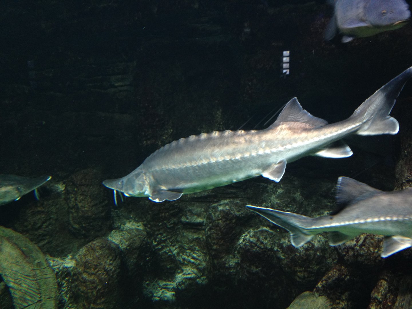 Sturgeon