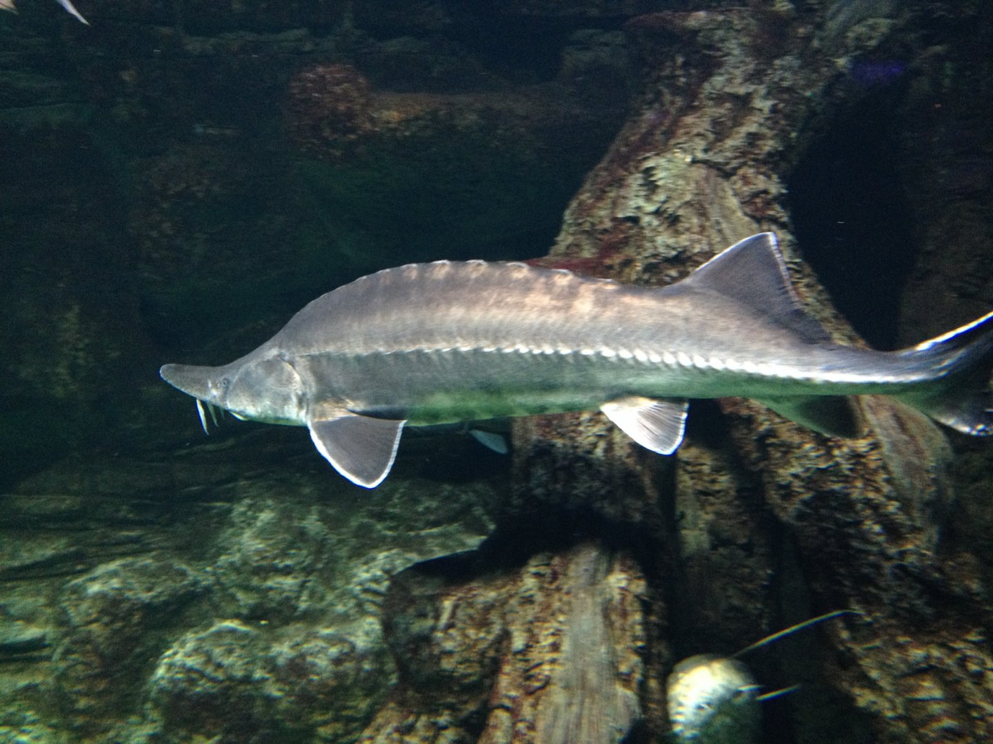 Sturgeon