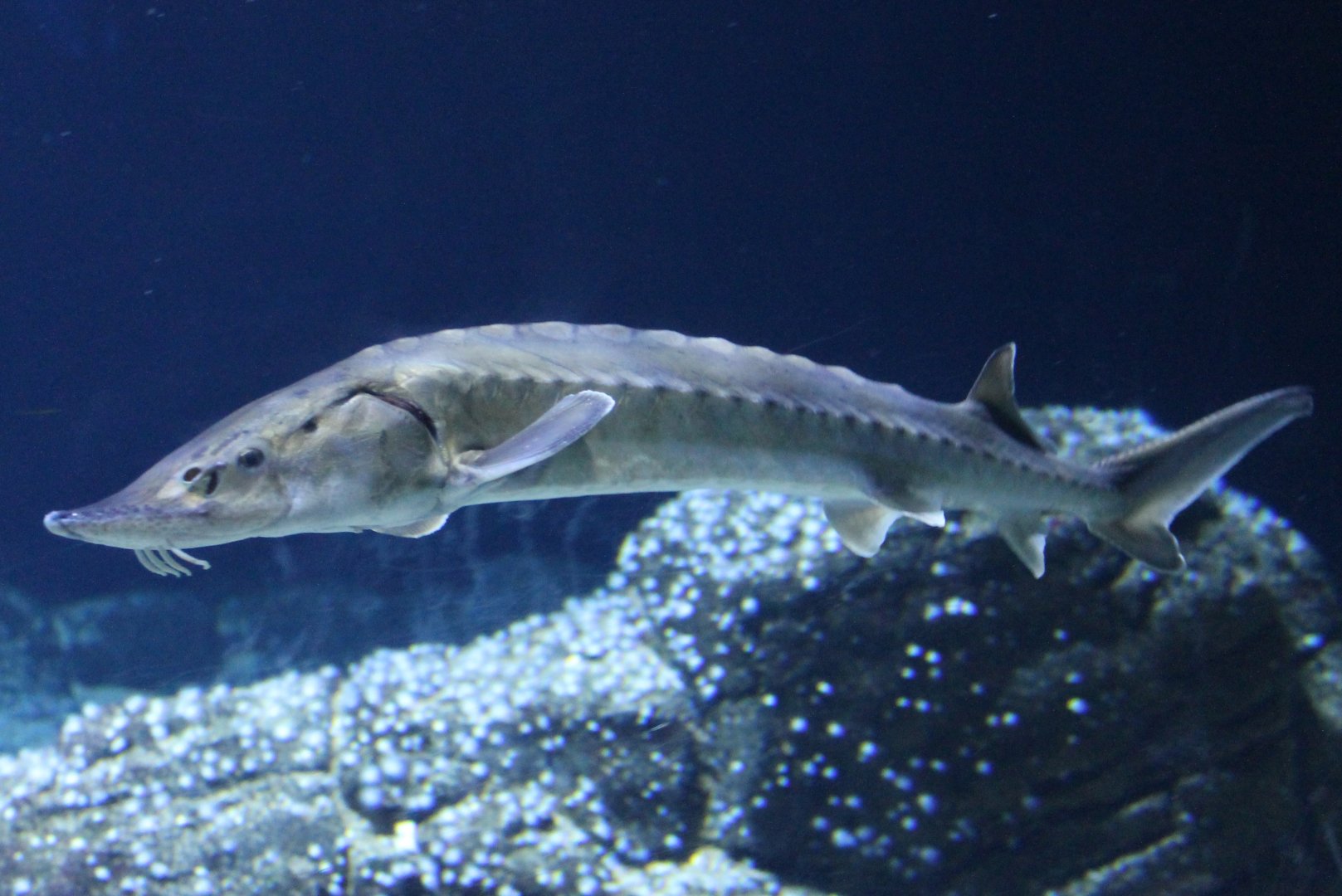 Sturgeon