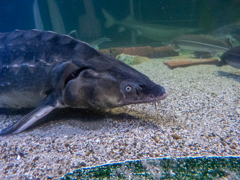 sturgeon