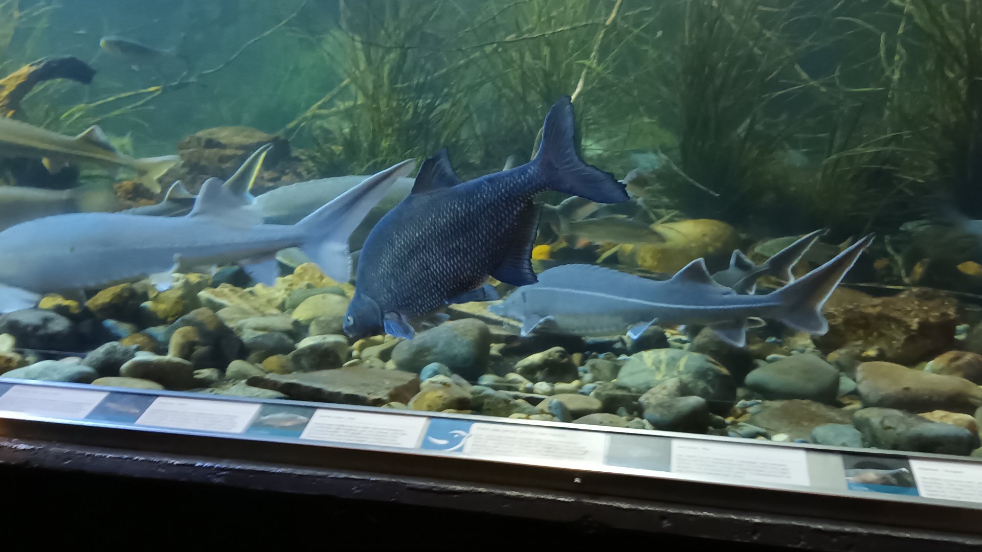 Sturgeons and other native Fish