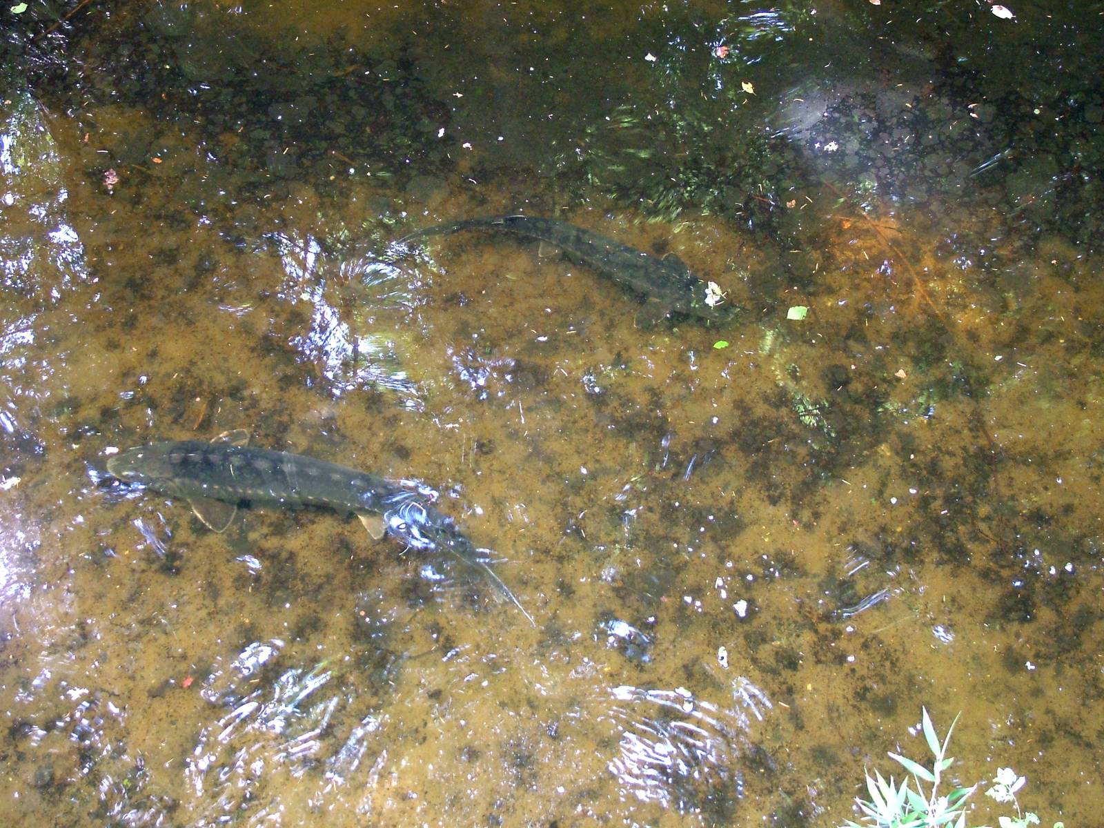 Sturgeons at Apenheul, 30/05/12